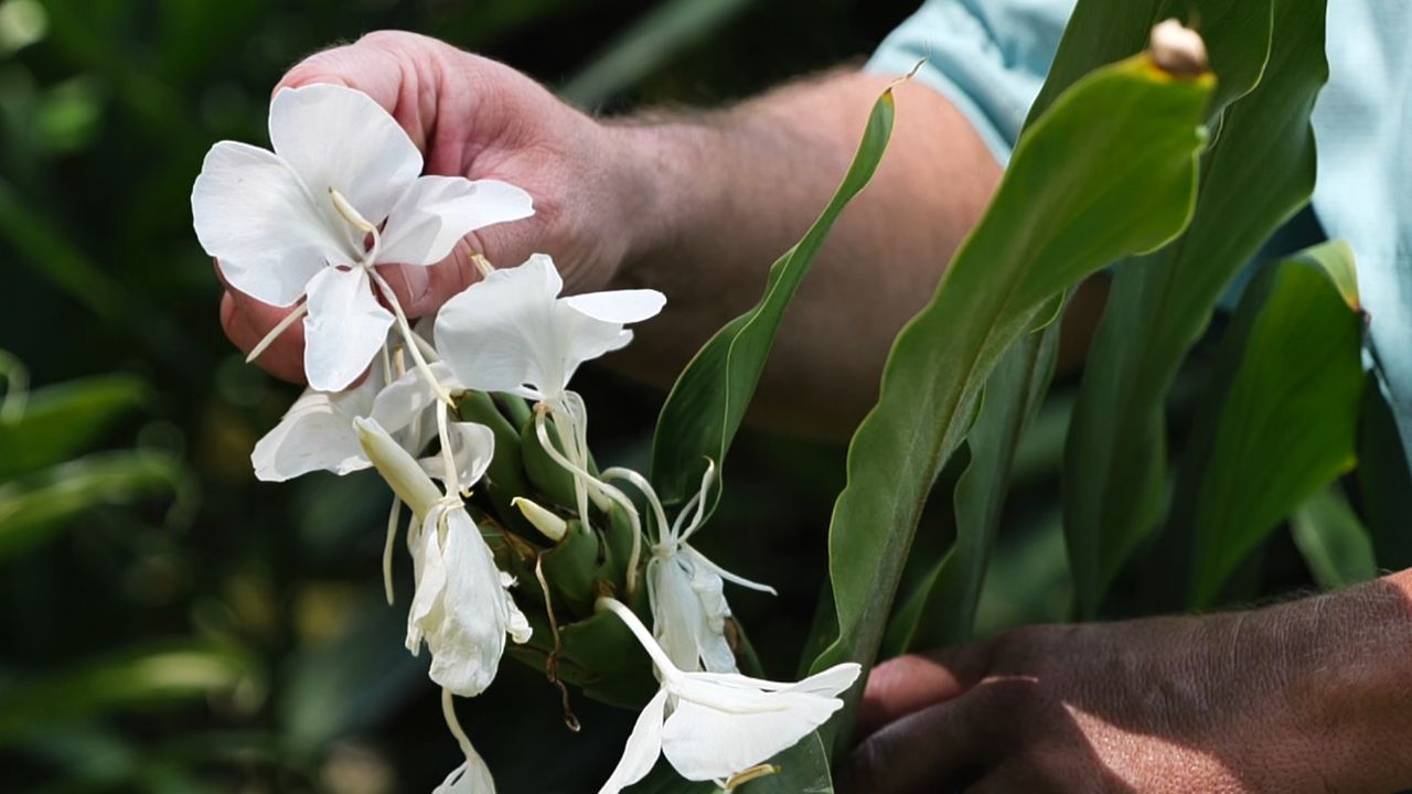 Get It Growing: Butterfly gingers have delightful tropical fragrance